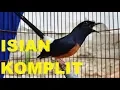 Download Lagu SUARA BURUNG MURAI BATU LAMPUNG ISIAN KOMPLIT GACOR