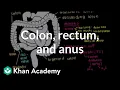 Colon rectum and anus Gastrointestinal system physiology NCLEX-RN Khan Academy