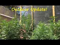 HUGE ETHOS Outdoor Grow Update 8-19-2025 Flowering Starts