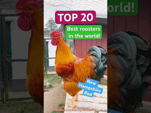 20 of the best roosters in the world crowing! My big crowing competition from bantam to longcrower