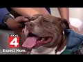 Metro Detroit holiday program helps pets find homes in time for Christmas