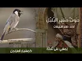 sawto saghir al bulbuli | arabic nasheed