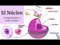 Núcleo Celular (Componentes, funciones...) | Histología Ross