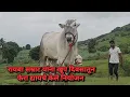 Download Lagu रायबा सम्राट यांना खूप दिवसातून फेरा द्यायचे केले नियोजन | Bailgada Sharyat |