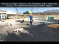 Best Friends Bed Biscuit Greensboro NC Pet Sitting