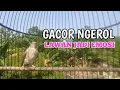 Lagu Edel SANGER Gacor Ngerol , Yang Malas Bunyi Jadi Emosi