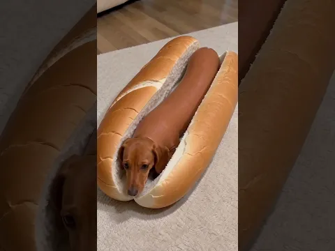 🌭🐶 ¡SE CONVIRTIÓ EN SALCHICHA! 😂🐶🤣 #Comedy