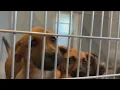 Fresno Co Animal Shelter has 130 puppies will stop taking strays