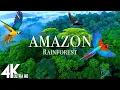 Download Lagu Amazon 4k - The World’s Largest Tropical Rainforest | Relaxation Film with Calming Music