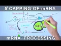 5 Prime Capping of mRNA Eukaryotic mRNA Processing