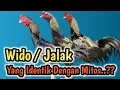 Download Lagu Ayam WIDO atau JALAK apakah identik dengan Mitos..??
