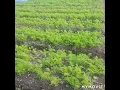 ΰΆΰ·ΰΆ»ΰΆ§ΰ· ΰ·ΰΆΰ·ΰ·.https://www.facebook.com/102640145145081/posts/178841317524963/?app=fbl