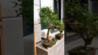 Rain Kissed Courtyard A Healing Home Escape Homegarden 