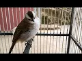 Download Lagu suara burung TrucukAn ngebren pikat TrucukAn emosi