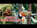 Download Lagu KONSERVASI BURUNG PANCAWARNA, BURUNG ENDEMIK SUMATRA YANG SUDAH HAMPIR MENGHILANG DARI MUKA BUMI