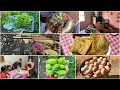 Download Lagu FIZ UM ALMOÇO SIMPLES NO FOGÃO A LENHA CAIPIRA | fartura boa da roça 🥬🥚