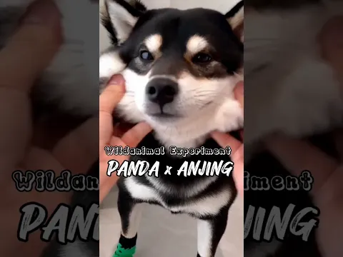 DNA panda dan Anjing digabung #wildanimalexperiment