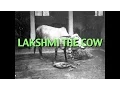 Download Lagu Talks on Sri Ramana Maharshi: Narrated by David Godman - Lakshmi the Cow