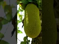 Download Lagu How to grow JACKFRUIT! Everything you need to know in less than 60 seconds!