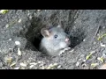 Feed a Pigeon - Breed a Rat