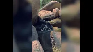 انشودة حن قلبي له فاض شوقا اليه دندنها