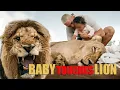 Download Lagu Baby touches Lion - Dean Schneider