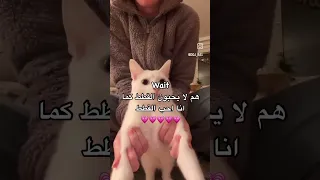 We Think They Don T Like Cats As Much As I Love Cats اكسبلور اشتراك بلاك تصميمي فلسطين لايك  We Think They Don T Like Cats As Much As I Love Cats اكسبلور اشتراك بلاك تصميمي فلسطين لايك