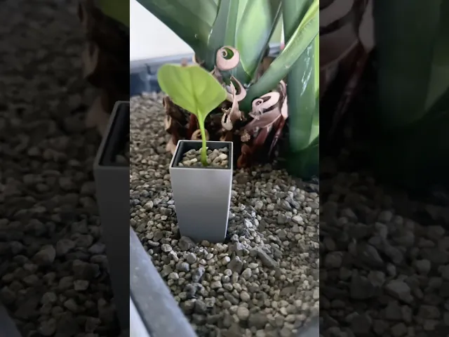 Miniature Planter 1/12 scale video thumbnail