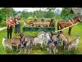Lagu Buy Many Goats From Farmer, Use Horse Drawn Cart To Transport Goat Go To Countryside Market Sell
