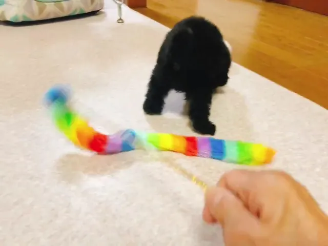 動画