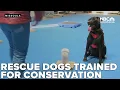 Missoula nonprofit gets 25K grant from Petco Love to train rescue dogs for conservation