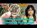 Lagu VIRAL !! DI SURUH AISYAH ANAK INDIGO MENGAMBIL PERHIASAN DI KUBURAN YANG BERLOBANG