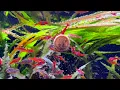 15 Minutes of Chili Rasboras Feeding