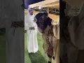 Download Lagu This Is How Dubai Celebrates Bakra Eid🤯#shorts