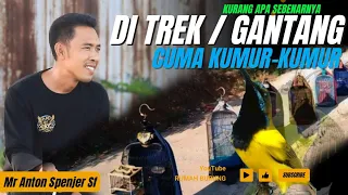 mengapa sogon di gantang di trek cuma kumur kumur atau cuma ngriwik