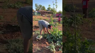 جنينا القرعة كورجيط 