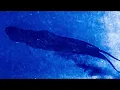 Jade Street – June (Official Visualizer)