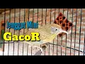 Download Lagu Pancingan Jenggot Mini Beset Gacor
