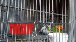 lovebird pair bonded llv mini aviary