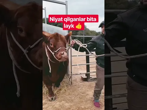 BULLS #farm #farming #animals #geremfort #anggus #avlikol #semental #galishteyin #cow #bull #buqa