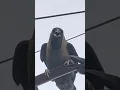 Lagu Adorable Big Crow Crowing Sounds Bird's Sounds Wildlife Crowing Crows Caw Caw Caw #shorts