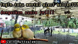 Download pleci betina memanggil jantan dan simulasi lomba burung pleci|terapi mental pleci kalian MP3