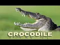 Crocodile sound