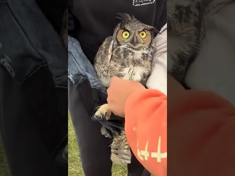 Rescuers Cut Great Horned Owl Free While He Just Watches | The Dodo