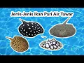 Download Lagu Berbagai Macam Jenis Ikan Pari Air Tawar (Stingray) Beserta Harganya