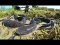 Download Lagu fishing  ! Catching fish by hand in the straw in the rice fields is a lot.