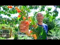 How to Grow Cherries Complete Growing Guide and Harvest