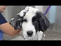 Download Lagu Grooming Two Giant Fluffy Clumsy Maniac PUPPIES 🐶🐶🥹