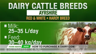 HOW TO PURCHASE A DAIRY COW