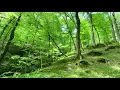 Beautiful spring mountain forest. Birdsong in the Caucasus forest.